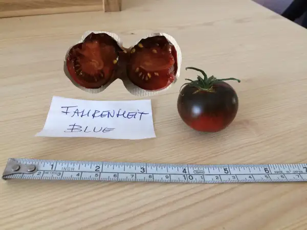 Tomaten: Fahrenheit Blues