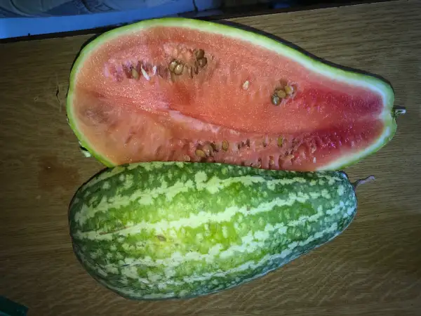 Obst: Fairfax wassermelone