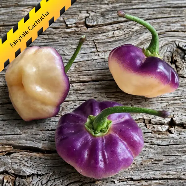 Chili: Fairytale Cachucha