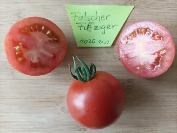 Tomaten: Falscher Fuffziger