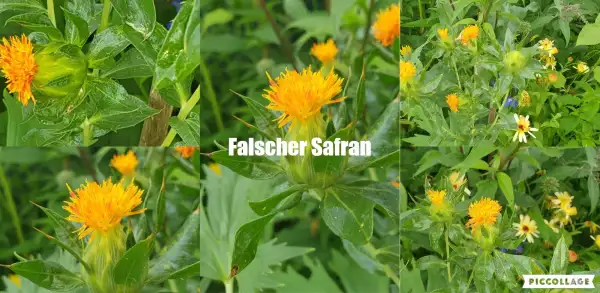 Blumen: Falscher Safran