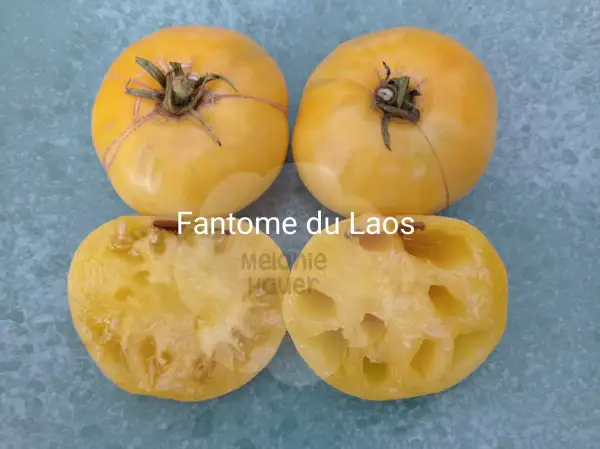 Tomaten: Fantome du Laos