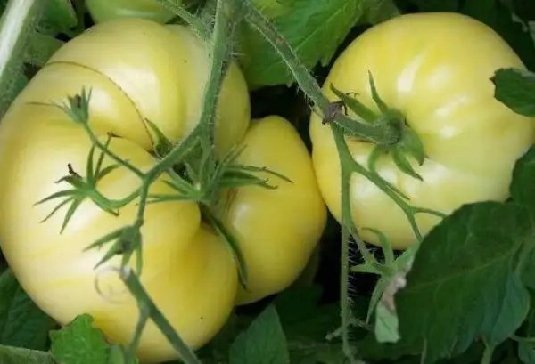 Tomaten: Fantome du Laos