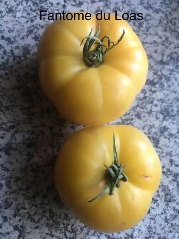 Tomaten: Fantome du loas