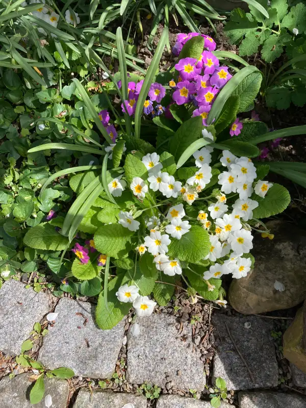 Blumen: Farbenfrohe Kissenprimeln