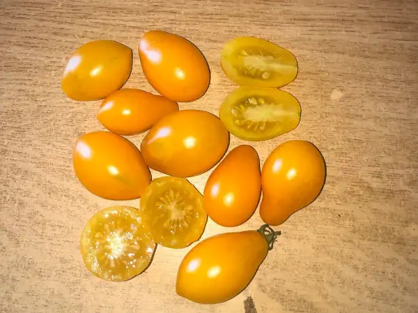 Tomaten: Fargo Yellow Pear