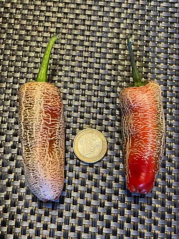Chili / Paprika: Farmers Market Jalapeño