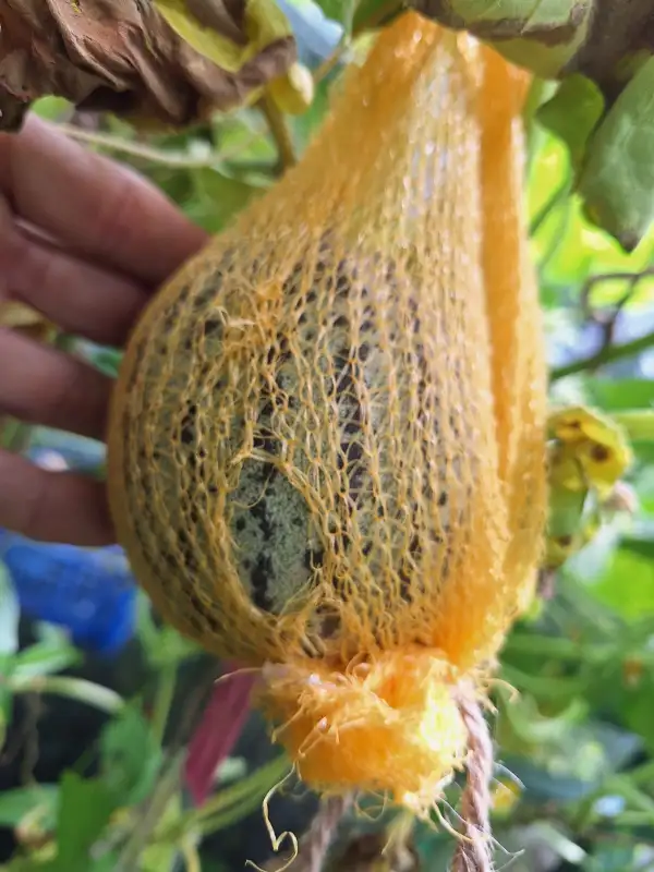 Melonen: Farnorht