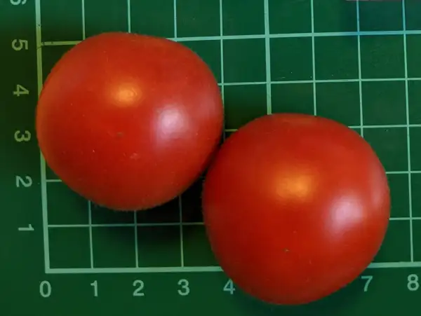 Tomaten: Farthest North