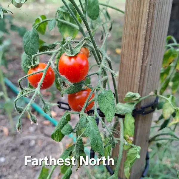 Tomaten: Farthest North