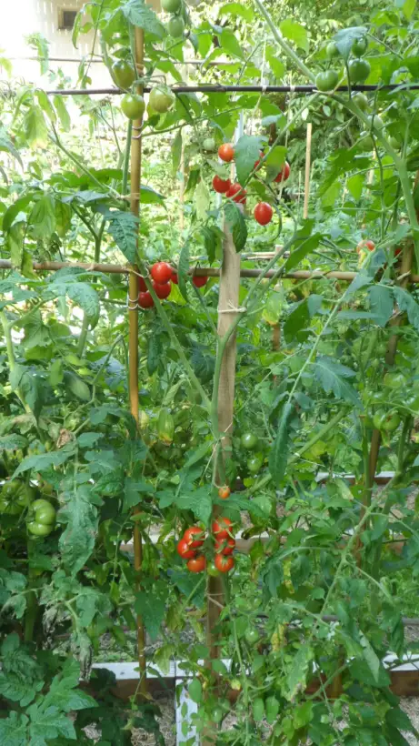 Tomaten: Farthest North ( Kat# 2120 )