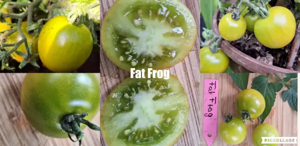 Tomaten: Fat Frog - Zwergtomate