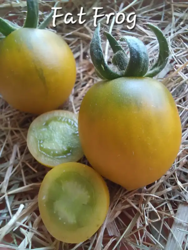 Tomaten: Fat Frog