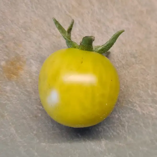 Tomaten: Fat Frog