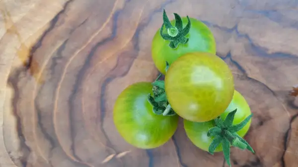 Tomaten: Fat Frog