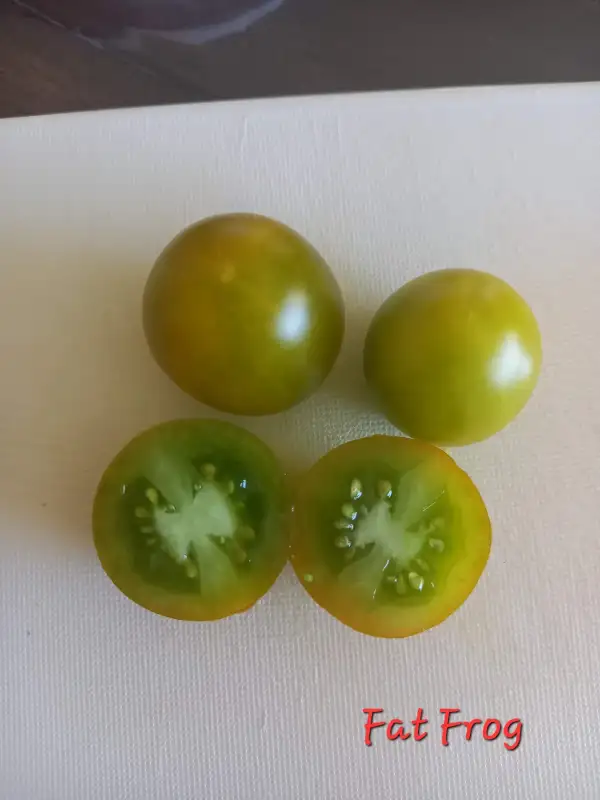 Tomaten: Fat Frog