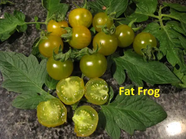 Tomaten: Fat Frog