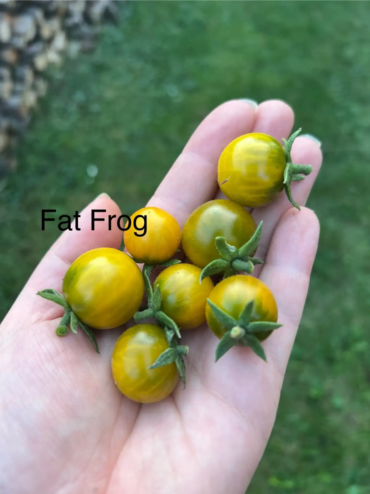 Tomaten: Fat Frog