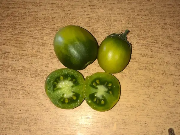 Tomaten: Fat Frog
