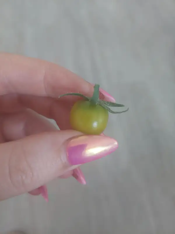 Tomaten: Fat Frog