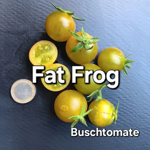 Tomaten: Fat Frog