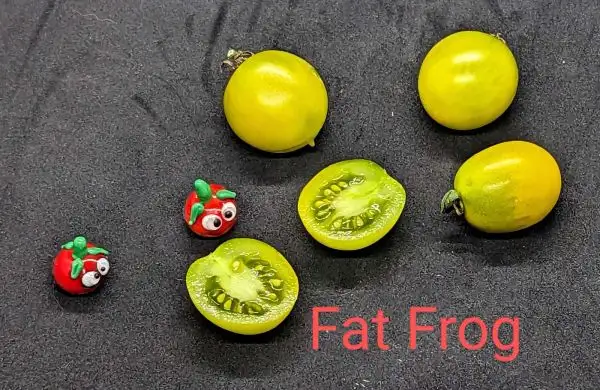 Tomaten: Fat Frog