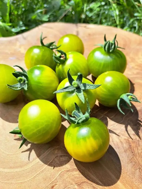 Tomaten: Fat Frog (Buschtomate)