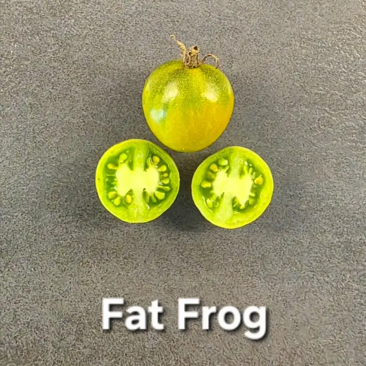Tomaten: Fat Frog (Micro Dwarf)