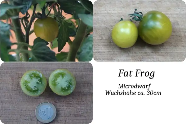 Tomaten: Fat Frog Microdwarf