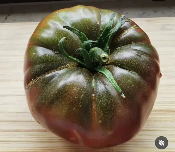 Tomaten: Fat Jack Black