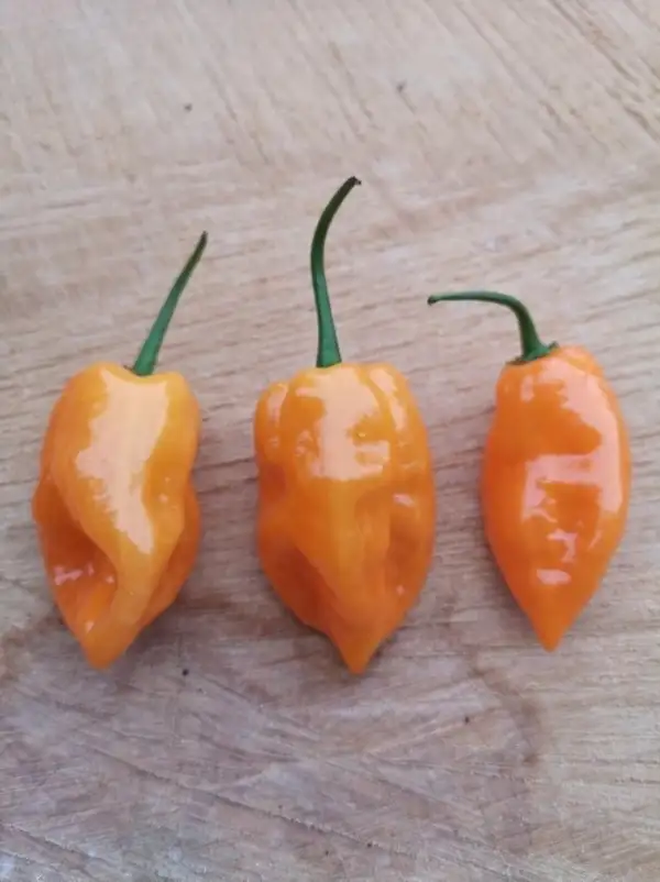 Chili / Paprika: Fatalii Orange