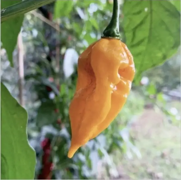 Chili / Paprika: Fatalii Orange