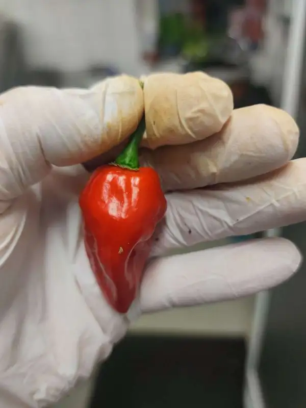 Chili / Paprika: Fatalii Rot