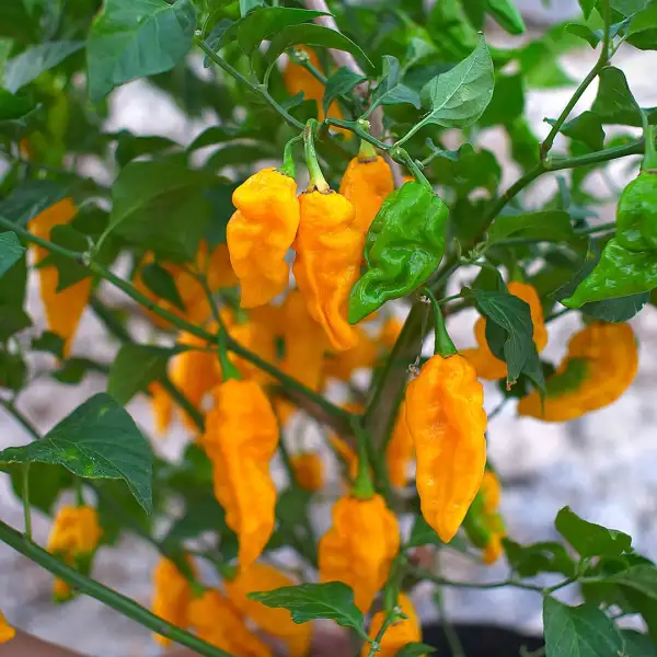 Chili: Fatalii Yellow