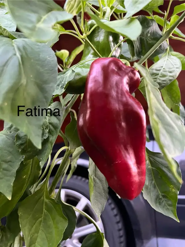 Chili / Paprika: Fatima