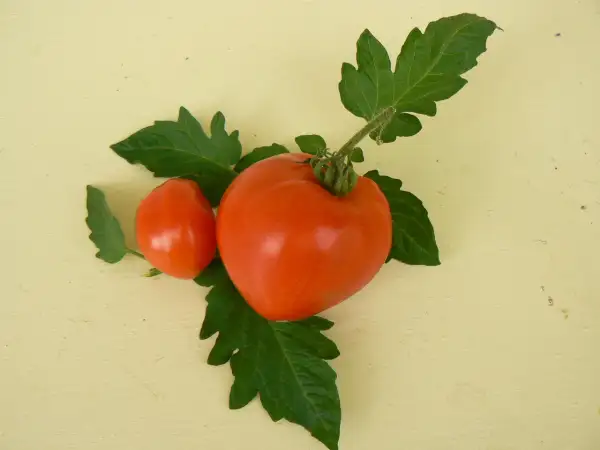 Tomaten: Faulenzerin, Lentjajka