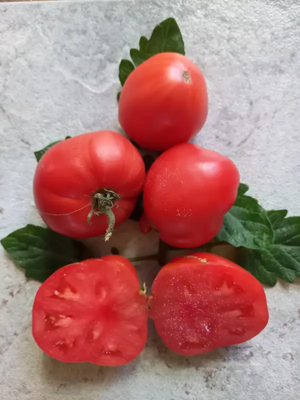 Tomaten: Faulenzerin, Lentjajka