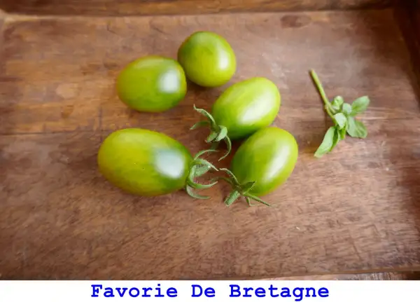 Tomaten: Favorie De Bretagne