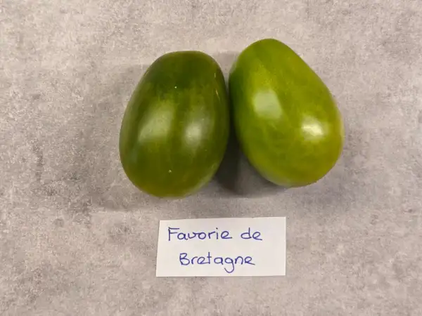 Tomaten: Favorie De Bretagne