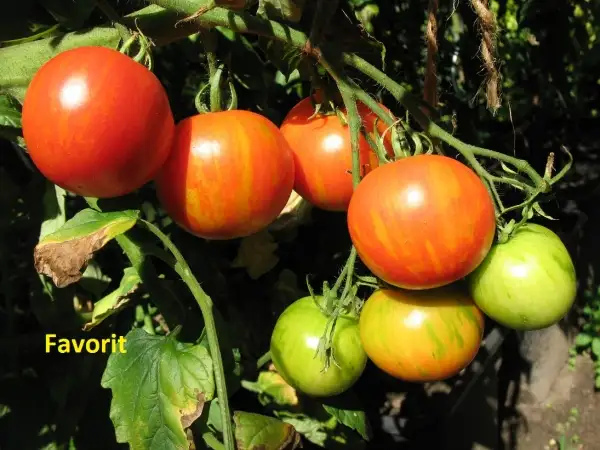 Tomaten: Favorit