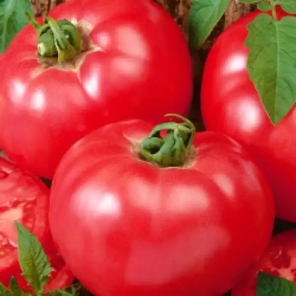 Tomaten: Favorite