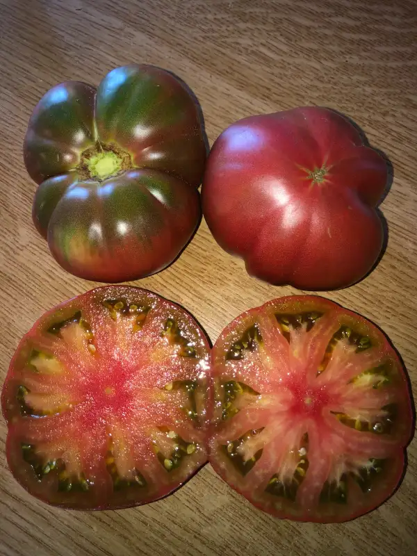 Tomaten: Feejee Improved