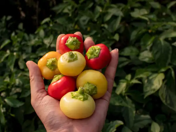 Chili / Paprika: Fehércseresznye