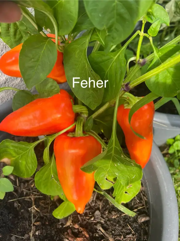 Chili / Paprika: Feher