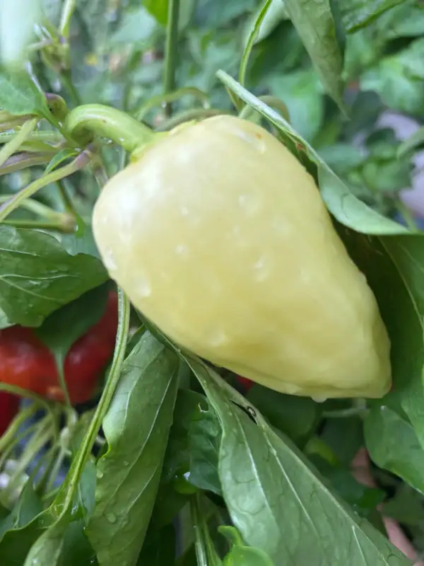 Chili / Paprika: Feher