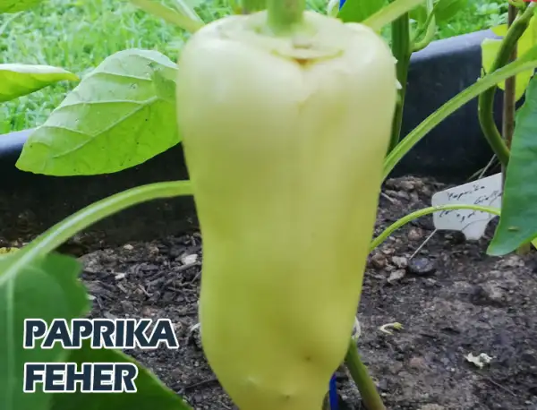 Paprika: Feher