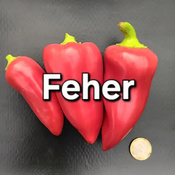 Paprika: Feher