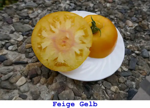 Tomaten: Feige Gelb