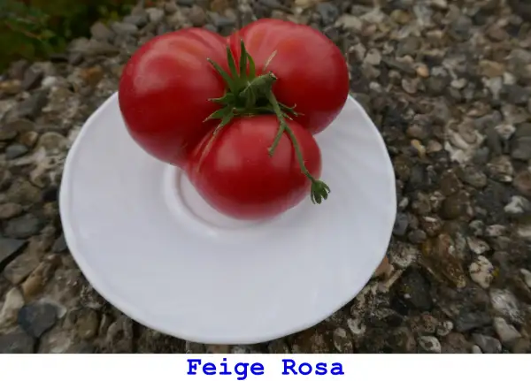 Tomaten: Feige Rosa