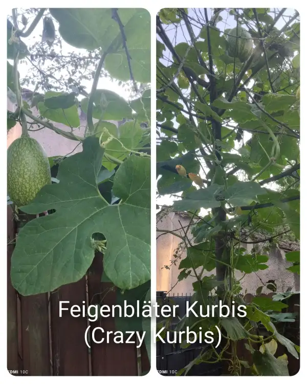 Kürbisse: Feigenblattkürbis